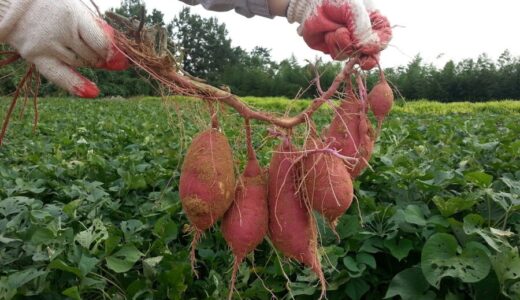 こだわりスイートポテト 定期便で贅沢スイーツを鹿児島県東串良町のふるさと納税でお得に！